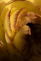 Macro close up of yellow flower petals with red edges