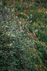 Kingfisher perched quietly on curved branch, Vertical