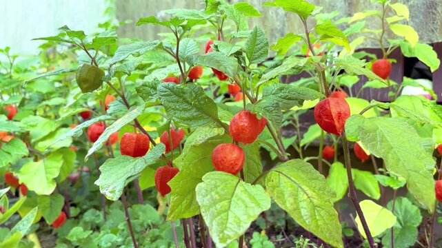 Bright orange physalis plants growing in home garden greenhouse ready for harvest. High quality FullHD footage