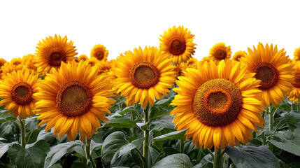 Fototapeta premium Fields of Sunshine: A vibrant field of sunflowers basks in the sunlight, creating a cheerful atmosphere, symbolizing joy and positivity. 