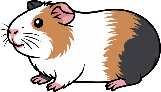 Cute tri-color guinea pig vector illustration featuring an adorable cavy with brown white and black fur isolated on white.