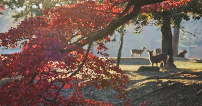 Silhouette of deer in distance of beautiful autumn park at sunrise - wide shot in slow motion