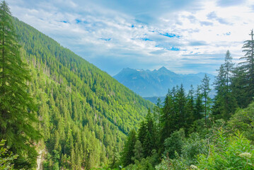 Fototapeta premium forest in the mountains of Martigny-croix on a summer day 