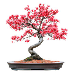 Red blossom bonsai tree isolated [Transparent Background PNG].