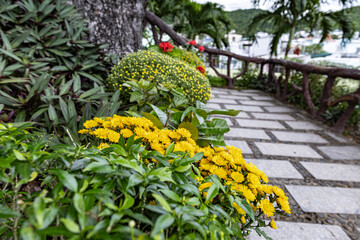 Bright yellow flowers along stone path garden walkway, bordered by lush green plants. A wooden railing guides the path toward a distant hillside
