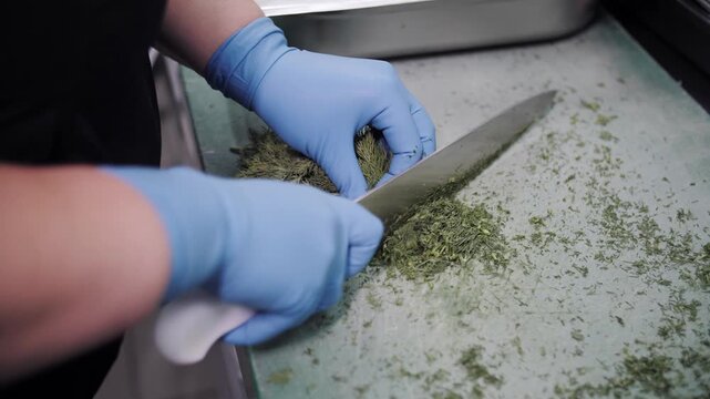 Person Wearing Gloves Chopping Parsley Basil Rosemary And Dill Herbs