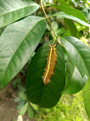 caterpillar in green leaf. beautiful insect.