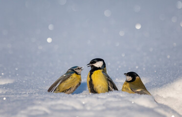 Tits fighting in the snow in a winter garden © nataba