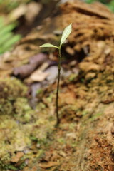 Obraz premium Paseo por la selva amazónica a pie