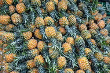 Fototapeta premium Background with pineapples. Ripe tropical fruits at outdoor market in Southeast Asia, close-up. Healthy food concept