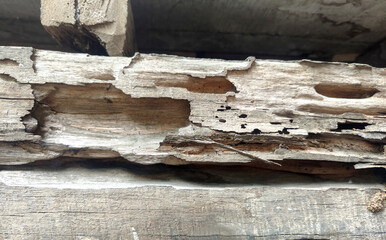 old wood eaten by termites background.