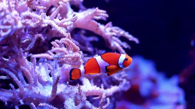 Orange clownfish swimming among vibrant coral reef, showcasing continuous movement and interaction with surrounding marine life in a colorful underwater environment