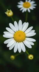 Fototapeta premium Detailed macro shot of fresh white and yellow chamomile flowers blooming in soft natural light, symbolizing calm and herbal health ,spring ,soft ,natural