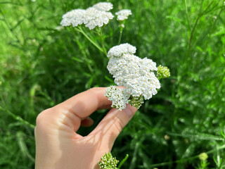 Hand Holding White Yarrow Flowers in a Sunny Field © Iryna_B
