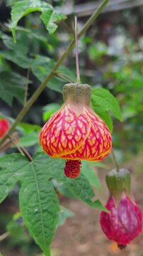 Redvein Abutilon Chinese Lantern Flower Macro.
the Abutilon pictum, Redvein Indian Mallow or Chinese Lantern. the intricate red veining on the orange-yellow petals and bell-shaped bloom