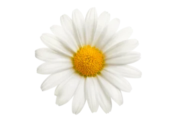Fototapeten Gänseblümchen White daisy flower isolated on pure white or transparent background. Studio cutout with a single spring blossom.  © Smileus