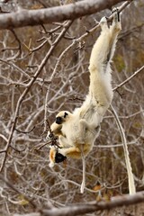 Obraz premium Golden-crowned Sifaka (Propithecus tattersalli), also called Tattersall's Sifaka, foraging on leaves upside down while carrying a juvenile at Loky Manambato Protected Area, Madagascar