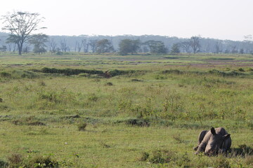 Fototapeta premium Baby rhinoceros resting in wide savanna grassland at Lake Nakuru Kenya