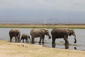 Fototapeta premium Elephant herd drinking at water edge in Amboseli National Park, Kenya