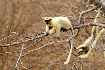 Fototapeta premium Golden-crowned Sifaka (Propithecus tattersalli), also called Tattersall's Sifaka, feeding on the small leaves of a tree near Camp Tattersalli, Loky Manambato Protected Area, Madagascar