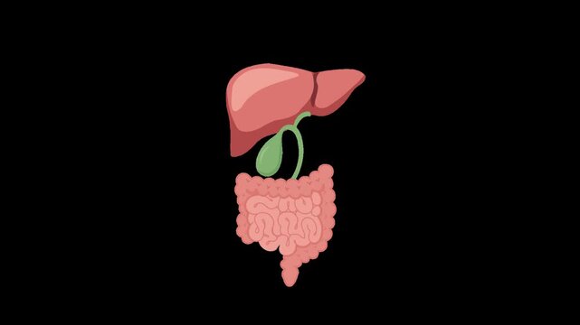 liver gallbladder and digestive system anatomy medical alpha channel animation