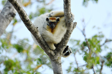 Fototapeta premium Juvenile Golden-crowned Sifaka (Propithecus tattersalli), also called Tattersall's Sifaka, resting cuddled with an adult inside a forked branch of a tree at Loky Manambato Protected Area, Madagascar