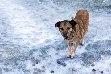 Alert brown dog standing outdoors on a frosty, snow-dusted surface, licking its lips. Natural daylight, winter setting, suitable for pet and seasonal themes.