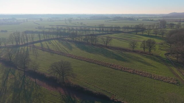 Aerial view of wide green fields divided by rows of leafless trees casting long shadows, with dirt paths and distant vegetation creating a calm, structured rural landscape.