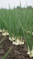 Obraz premium Fresh green onions growing in a farm field