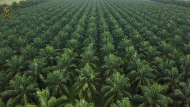 Aerial view of a vast palm oil plantation with rows of green trees stretching to the horizon.