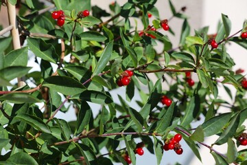 Obraz premium Balcony gardening in Poland. Red honeysuckle vine berries in a balcony container.