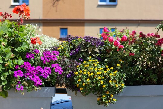Balcony gardening in Poland. Colorful mixed species with purple verbena, red pelargonium, Mexican creeping zinnia, heliotrope and buddleja (butterfly bush) flowers in a balcony container.