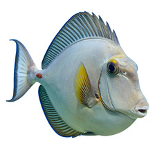Light grey surgeonfish with yellow fins and tail, facing right against a white background