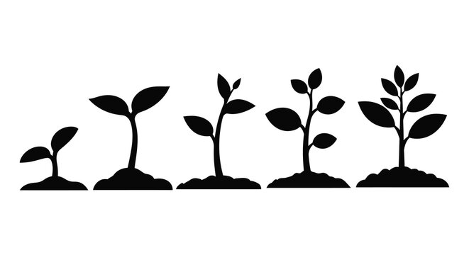 Plant growth stages from sprout to maturity black silhouette