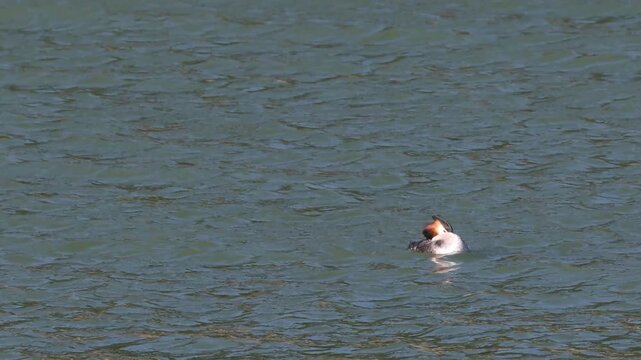 Somormujo luchando contra fuerte viento en el embalse Beniarres, Espa&ntilde;a