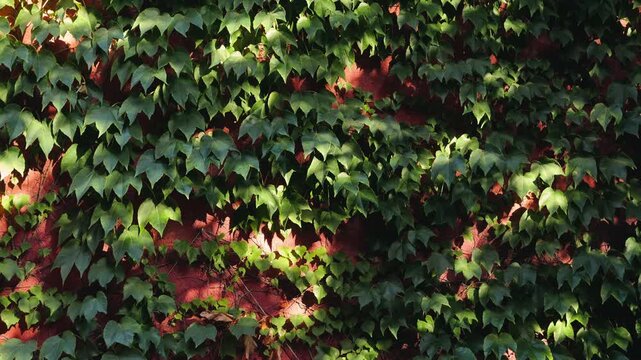 Urban residential house corner exterior green facade covered ivy plant. High quality 4k footage