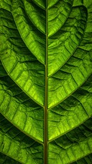 Translucent green leaf's intricate vein structure glows in sunlight