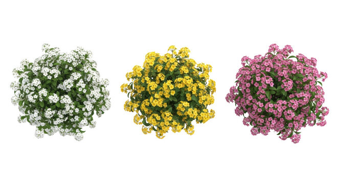 three ultra-realistic flowering shrubs (white, yellow, pink blooms) side-by-side on transparent background, high detail, top-down product photography style, concept of botanical diversity