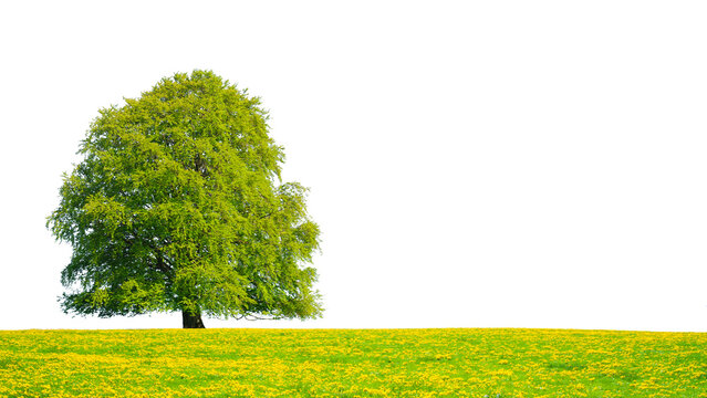 Einzelner Baum als Einzelbaum isoliert als Freisteller &uuml;ber transparentem Hintergrund