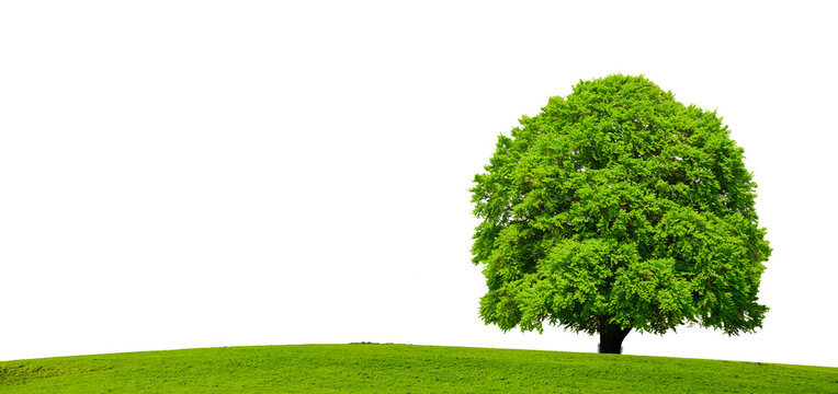 Einzelner Baum als Einzelbaum isoliert als Freisteller &uuml;ber transparentem Hintergrund