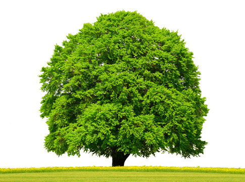 Einzelner Baum als Einzelbaum isoliert als Freisteller &uuml;ber transparentem Hintergrund