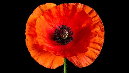 Vivid red poppy with prominent stamens and delicate petals, set against a stark black background
