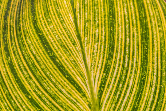Textura inferior de una hoja