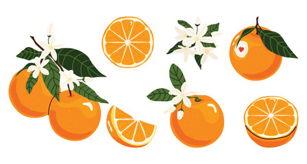Set of fresh bright oranges with slices, blossoms and green leaves. Citrus fruit collection, orange fruit, juicy food, healthy nutrition, organic product, natural vitamins. Perfect for stickers, cards © m_matvi