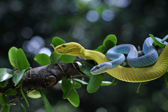 Yellow and blue white-lipped viper on a branch, Trimeresurus insularis