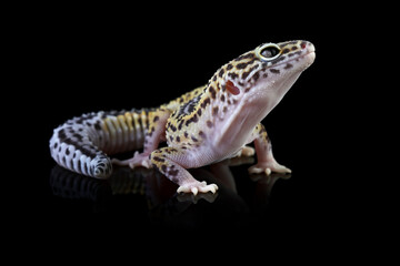 Fototapeta premium Close up of a Leopard gecko lizard isolated on black, Fat-tailed gecko eublepharis macularius