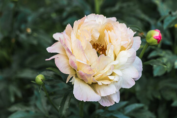 Herbaceous Peonies Pink Hawaiian Coral in flower 