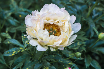 Herbaceous Peonies Pink Hawaiian Coral in flower 
