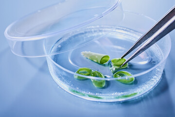 Tweezers handling green plant Aloe vera tissue in petri dish for biological study