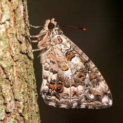 Butterfly clinging to tree bark, mottled wings in brown, grey, and orange